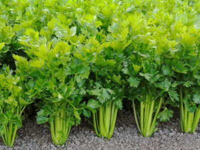 เซอเรลี่ (celery)